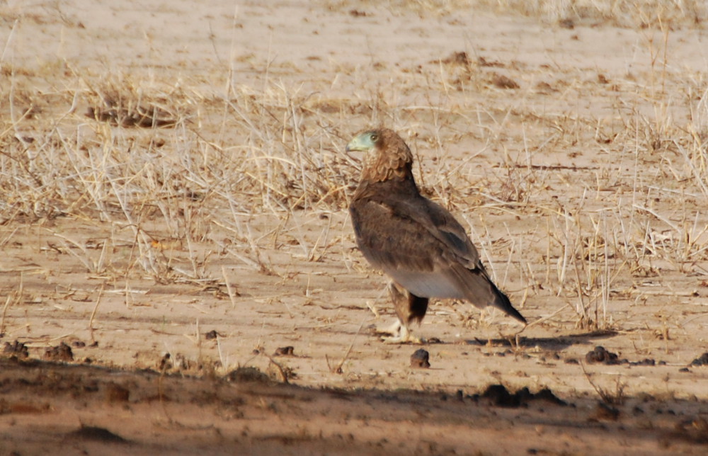 Tanzania - Falco giocoliere (Terathopius ecaudatus), juv.